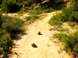 خیلی خیلی کوچک (1) (نبرد سوسکی (2))